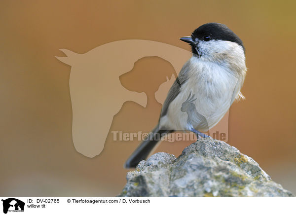 Weidenmeise / willow tit / DV-02765