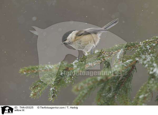 willow tit / THA-05325