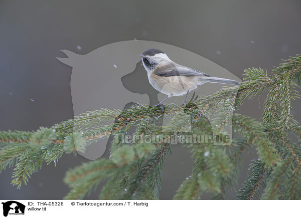 willow tit / THA-05326