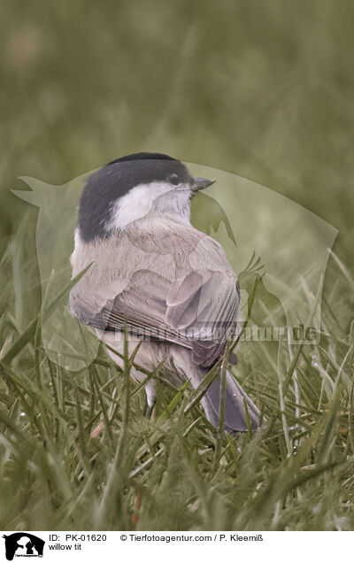 Weidenmeise / willow tit / PK-01620