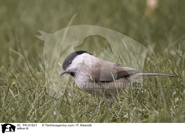 Weidenmeise / willow tit / PK-01621
