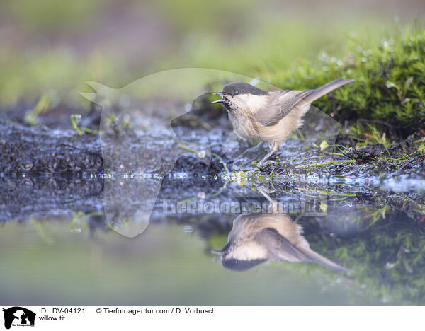 willow tit / DV-04121