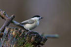 willow tit