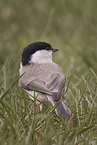 willow tit