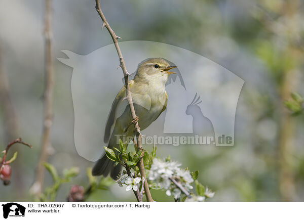 willow warbler / THA-02667