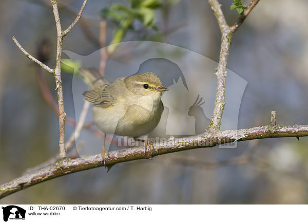 Fitis / willow warbler / THA-02670