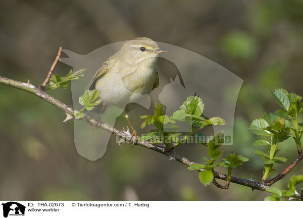willow warbler / THA-02673