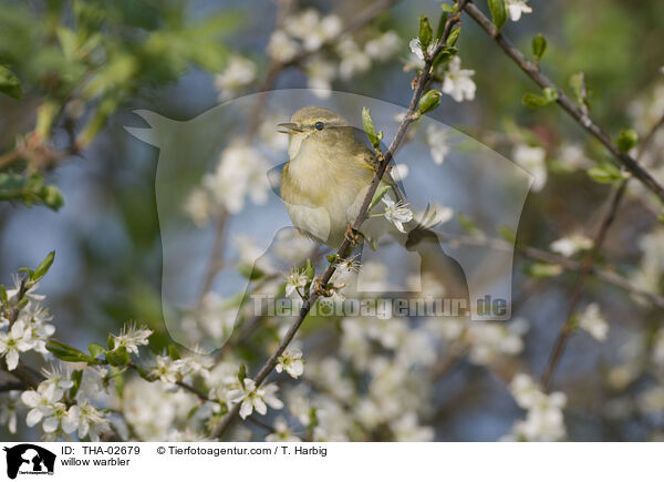 Fitis / willow warbler / THA-02679