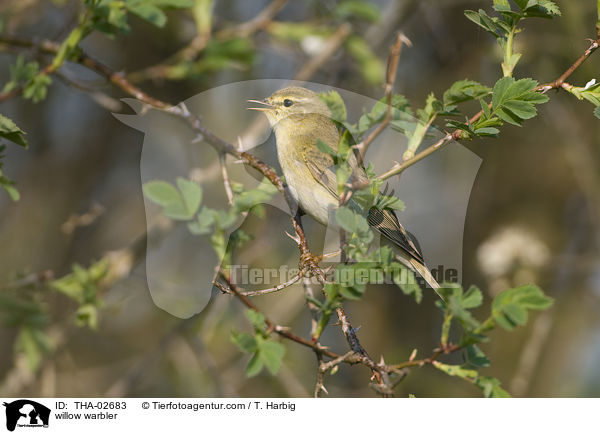 Fitis / willow warbler / THA-02683