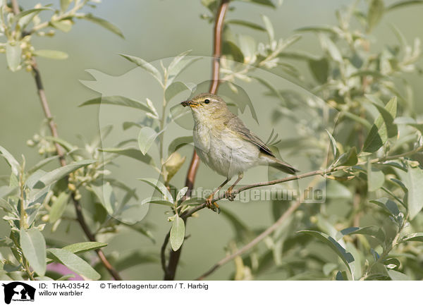 Fitis / willow warbler / THA-03542