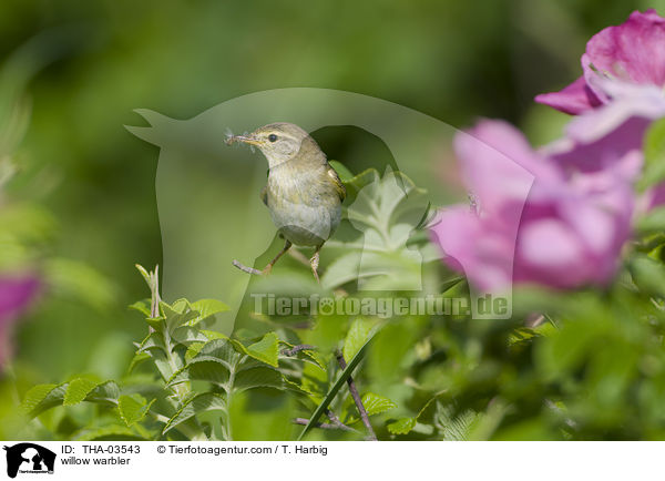 Fitis / willow warbler / THA-03543