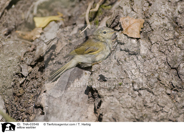 Fitis / willow warbler / THA-03548