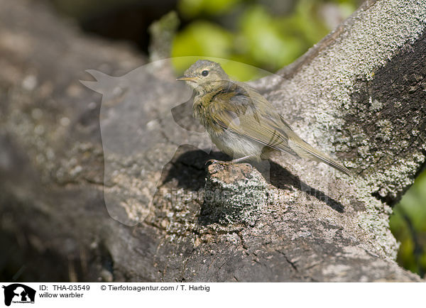 willow warbler / THA-03549