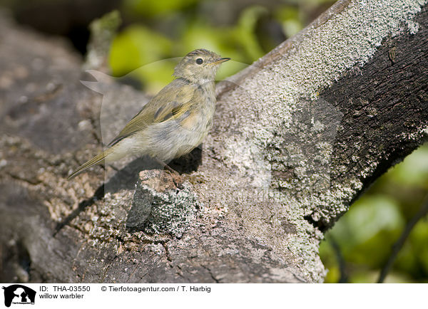 Fitis / willow warbler / THA-03550