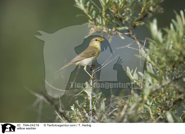 Fitis / willow warbler / THA-04218