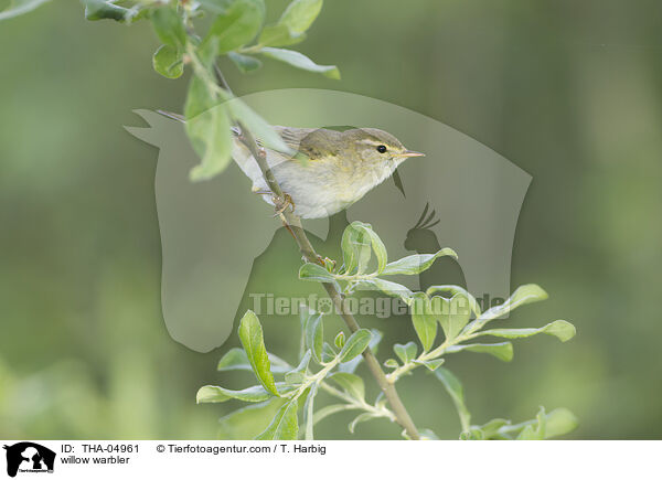 Fitis / willow warbler / THA-04961