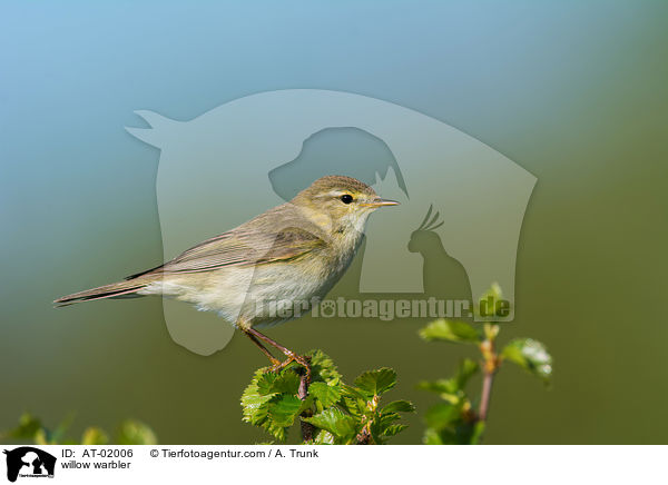 Fitis / willow warbler / AT-02006