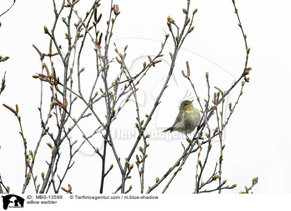 Fitis / willow warbler / MBS-13599