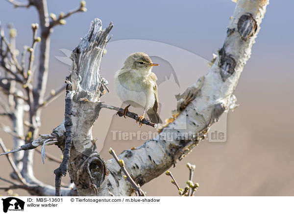 Fitis / willow warbler / MBS-13601