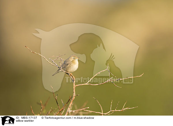 Fitis / willow warbler / MBS-17137
