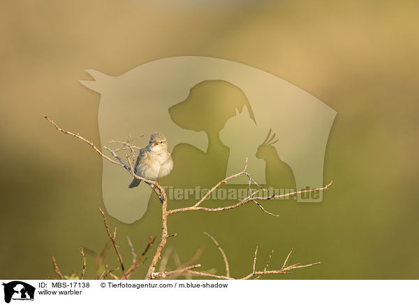 Fitis / willow warbler / MBS-17138