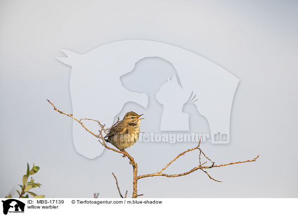 Fitis / willow warbler / MBS-17139
