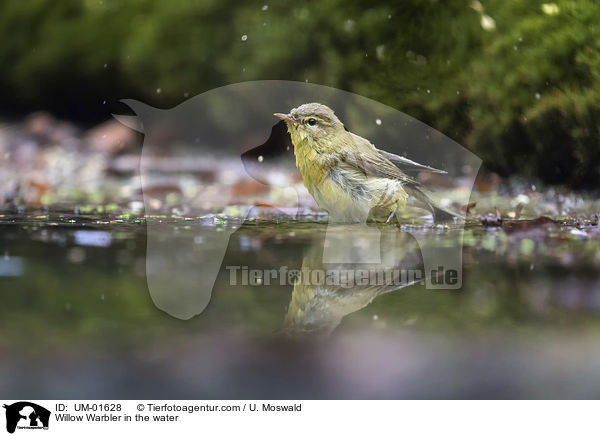 Fitis im Wasser / Willow Warbler in the water / UM-01628