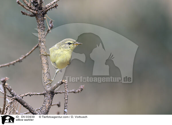 Fitis / willow warbler / DV-03939