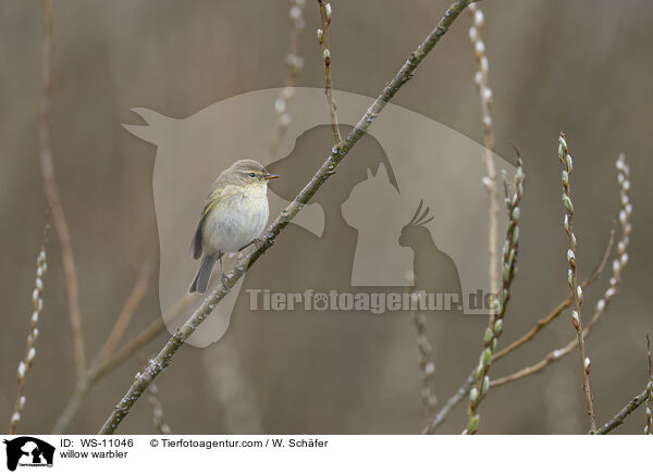 Fitis / willow warbler / WS-11046