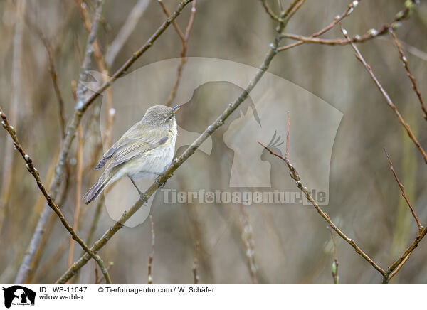 Fitis / willow warbler / WS-11047
