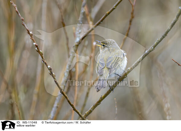 Fitis / willow warbler / WS-11048