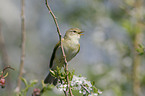 willow warbler