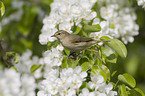 willow warbler