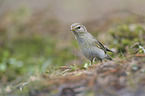 willow warbler