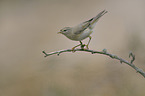 willow warbler