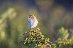 willow warbler