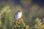 willow warbler
