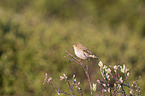 willow warbler
