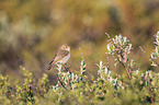 willow warbler