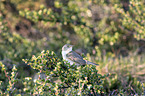 willow warbler