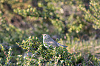 willow warbler