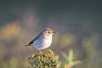 willow warbler