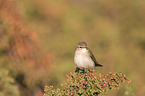 willow warbler