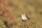 willow warbler