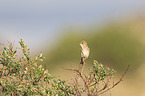 willow warbler