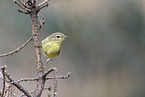 willow warbler