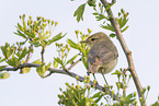 willow warbler