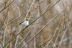 willow warbler