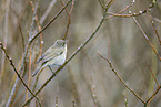 willow warbler