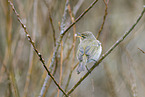 willow warbler